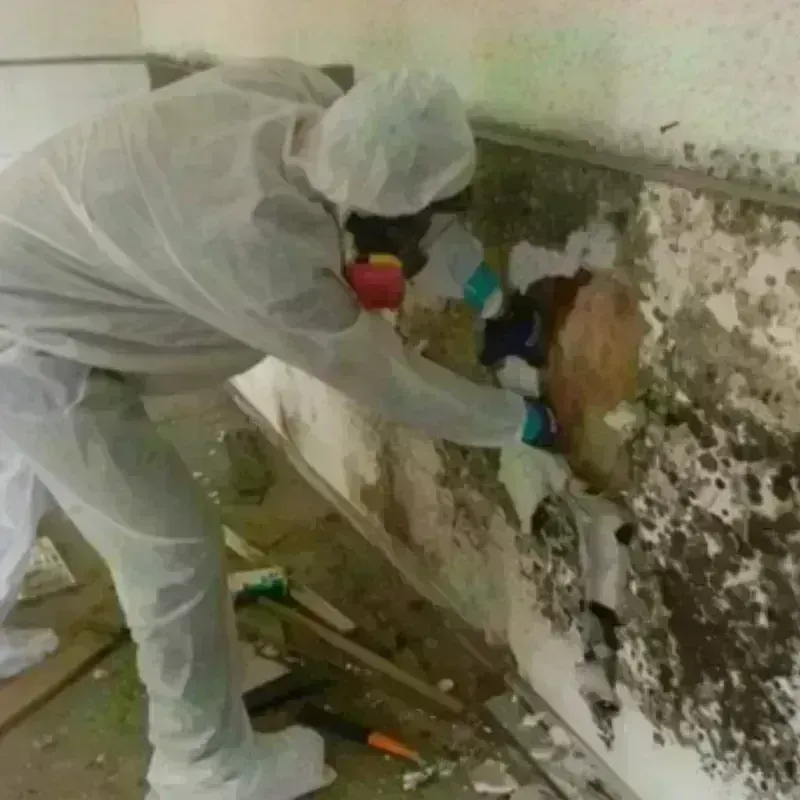 Mold Remediation and Removal in Exton, PA